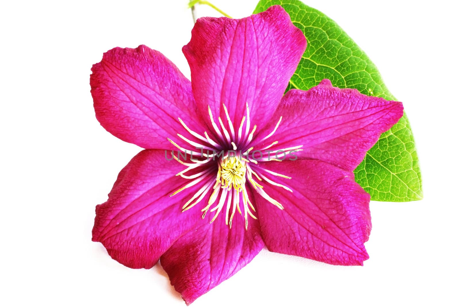 one perfect pink clematis blooming flower closeup