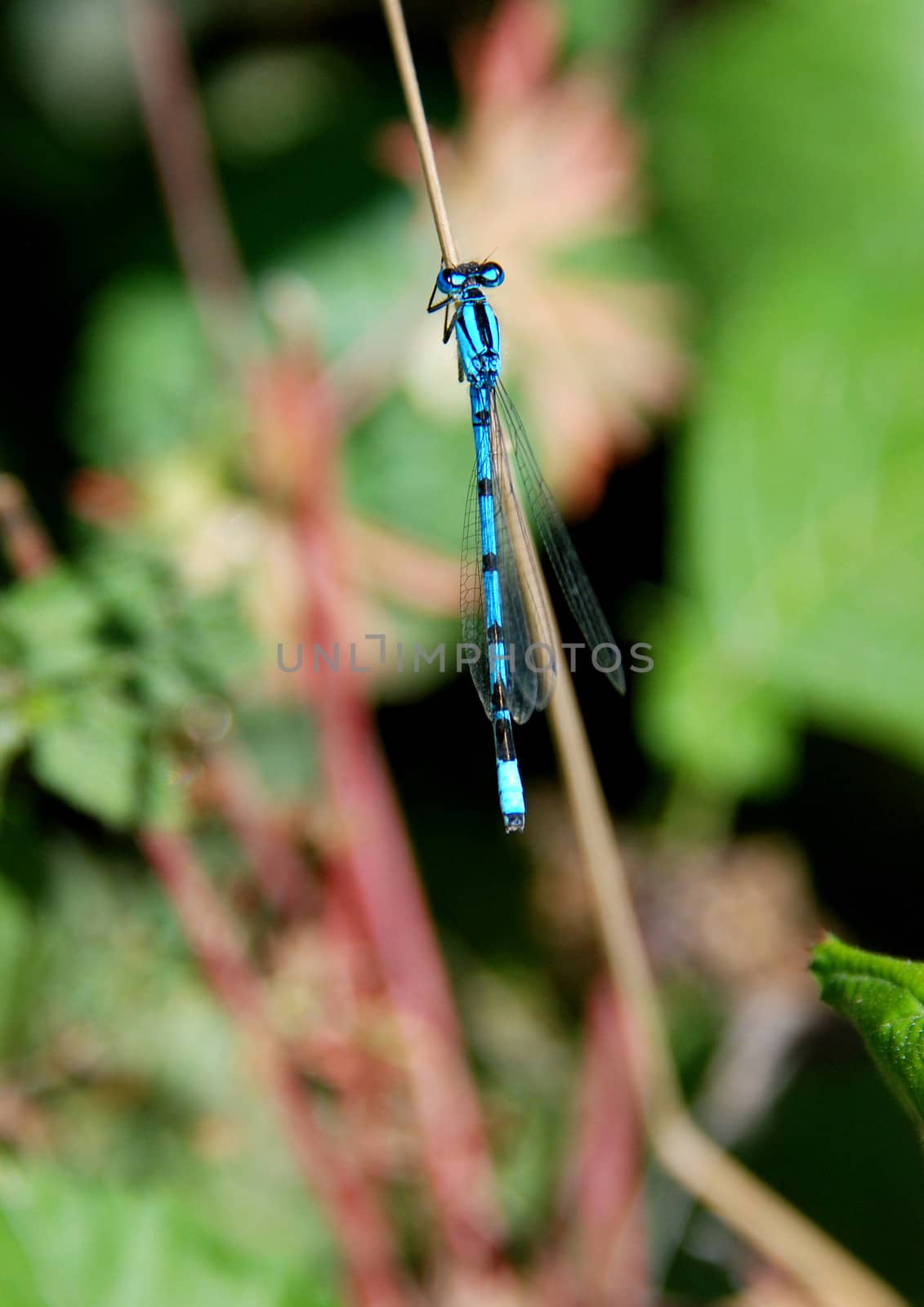 Common blue damselfly resting on a grass stalk