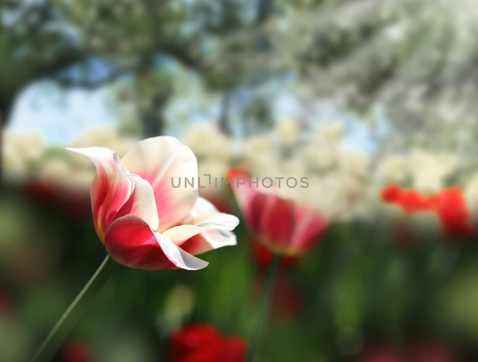 Sensitive red and white tulips on dark green spring garden background