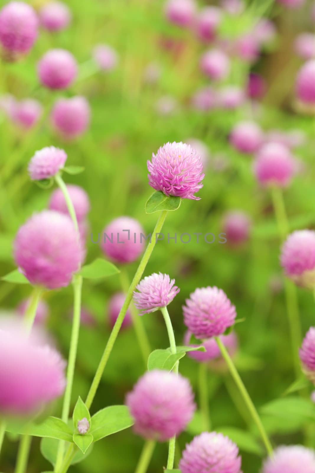 Globe amaranth or Gomphrena globosa flower