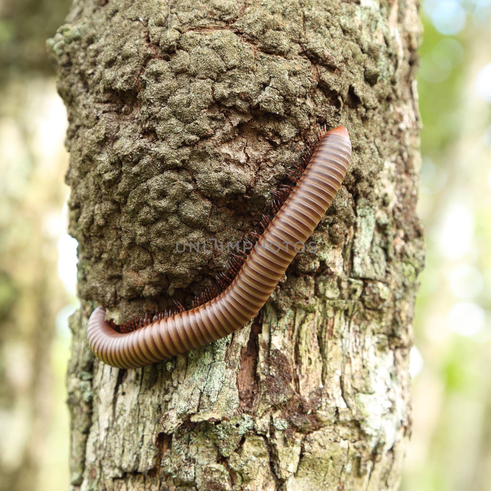 millipede climbing on tree by geargodz