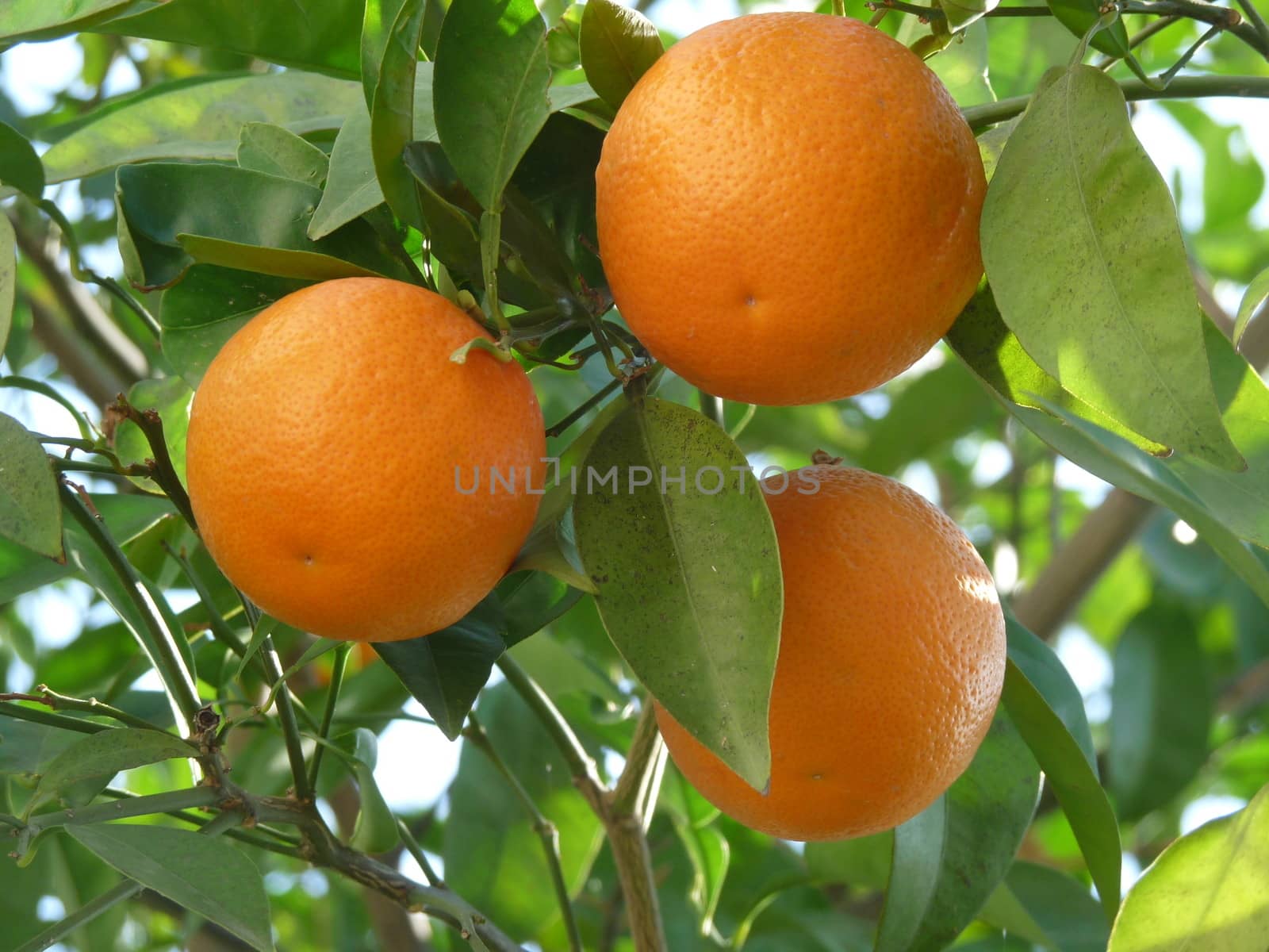 Three oranges from a tree, plant and equipment