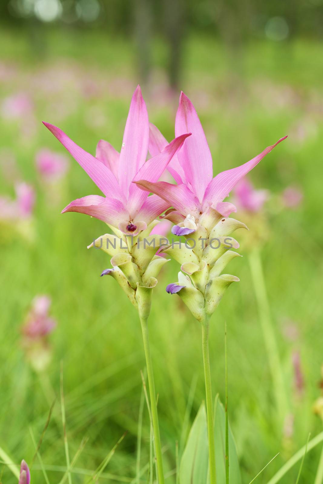 Close-up of Siam Tulip or Patumma flower