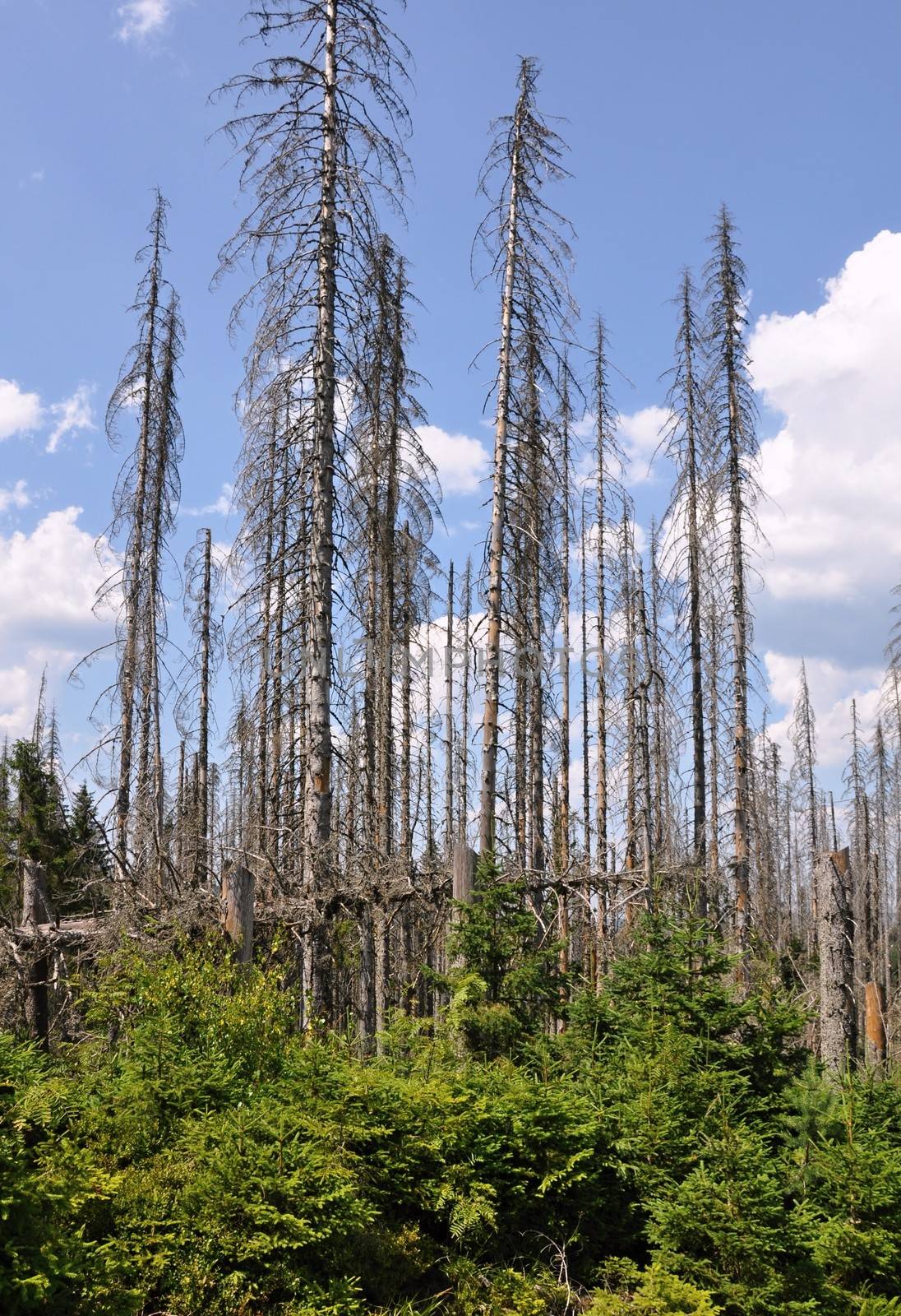 Damaged environment - forest destroyed by bark beetle