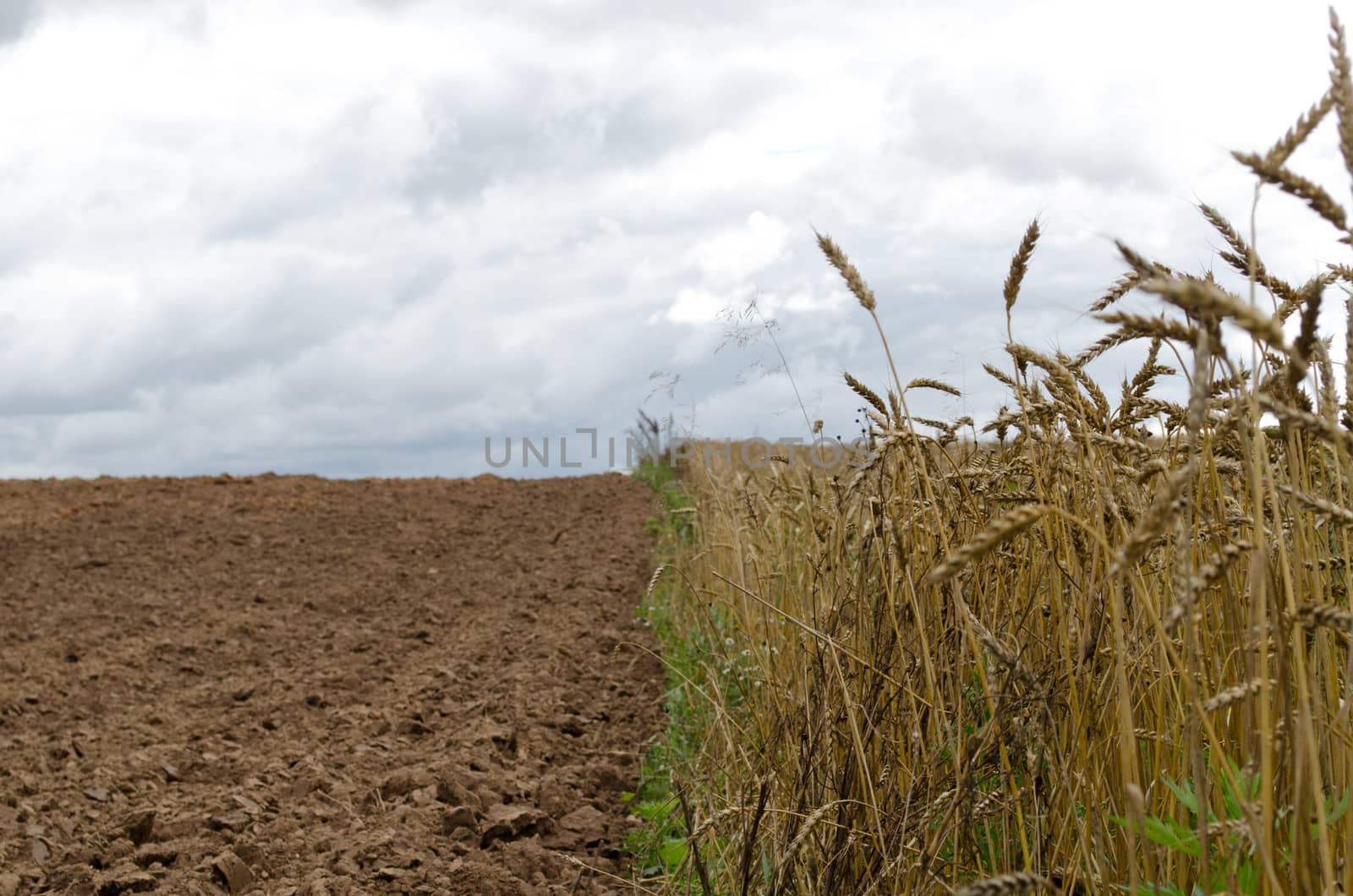 ripe wheats harvest plowed agricultural field soil by sauletas