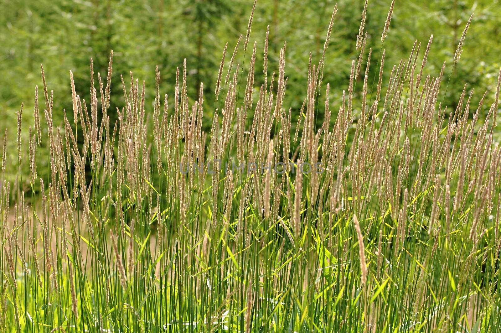 Meadow flowers on a green background with shining sun