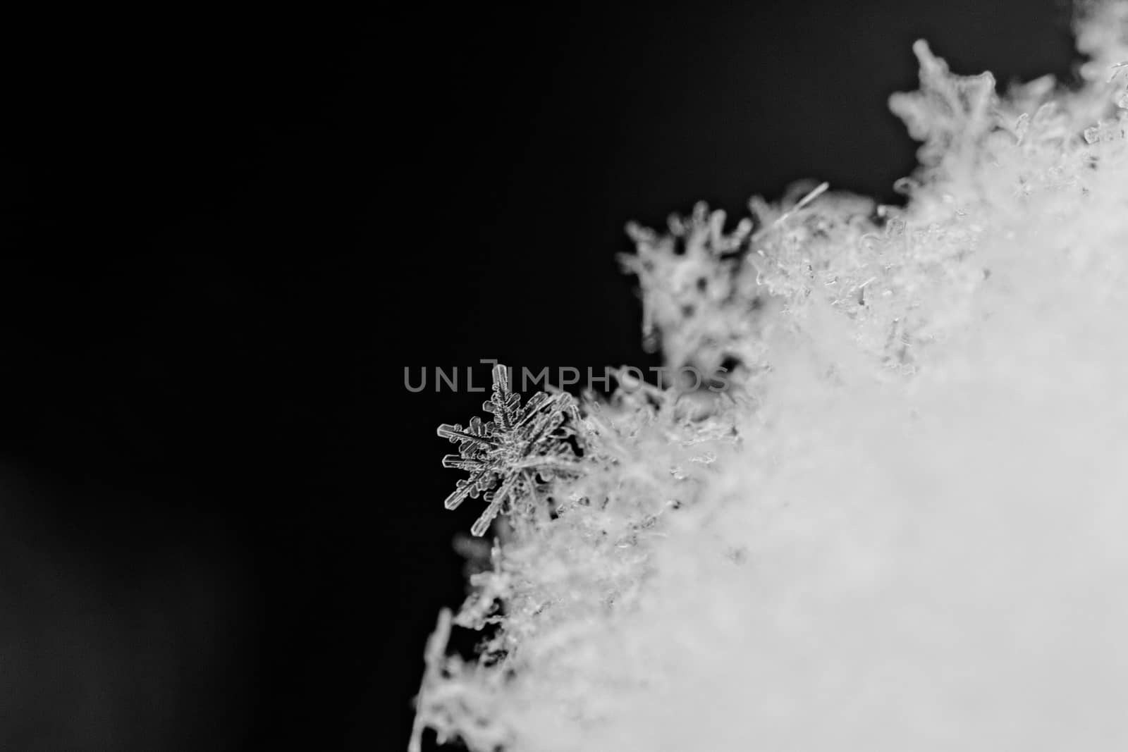 beauty white snowflake crystals on dark background