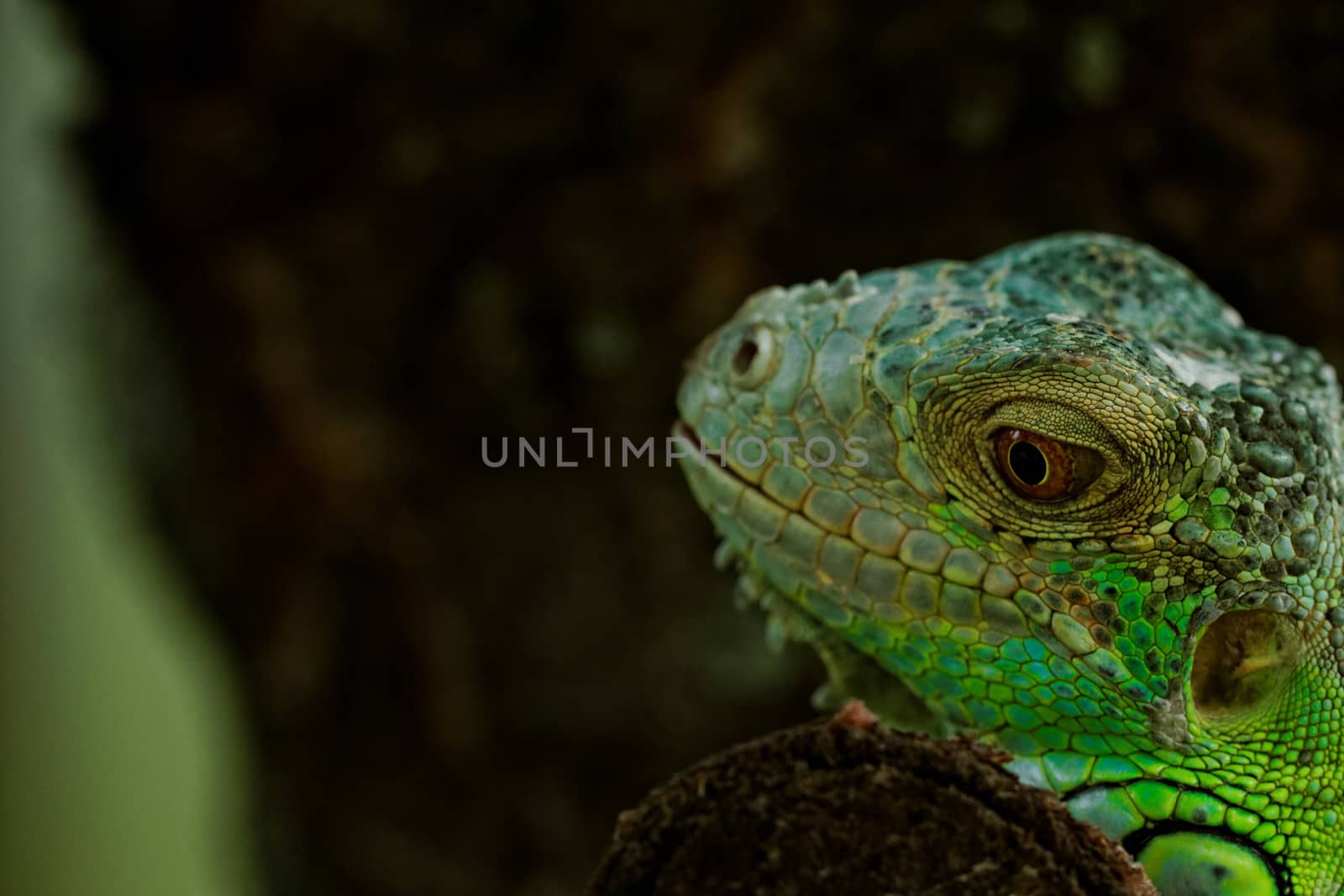 portrait about a green iguana on the tree