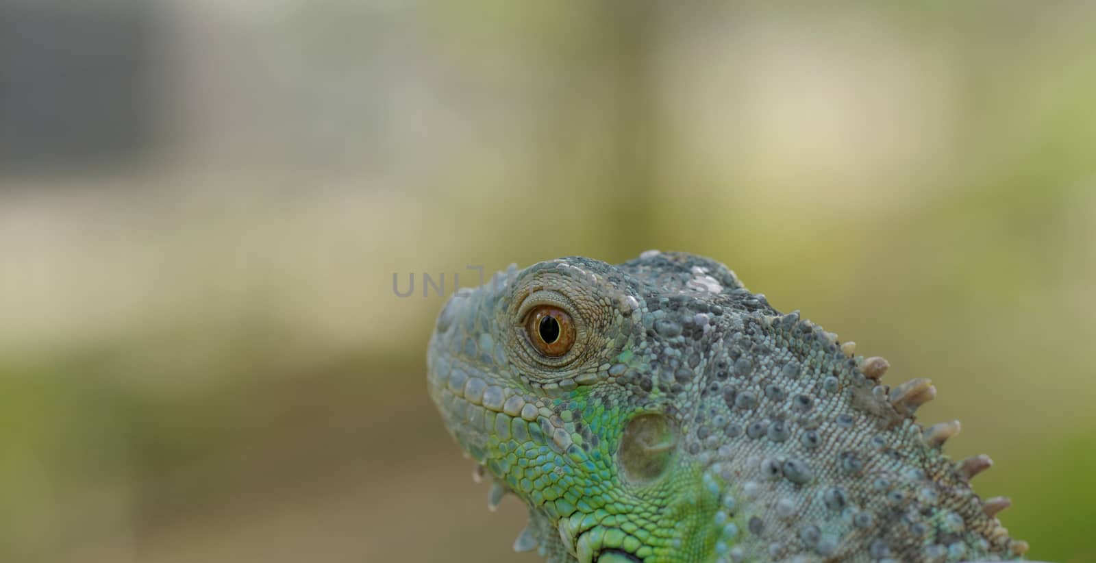 portrait about a green iguana on the tree