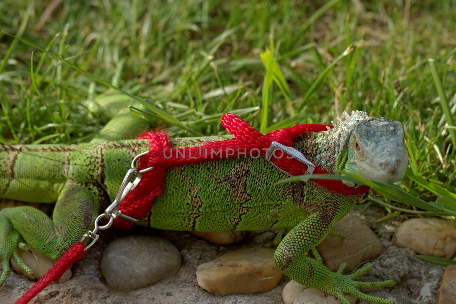 green iguana on a red leash