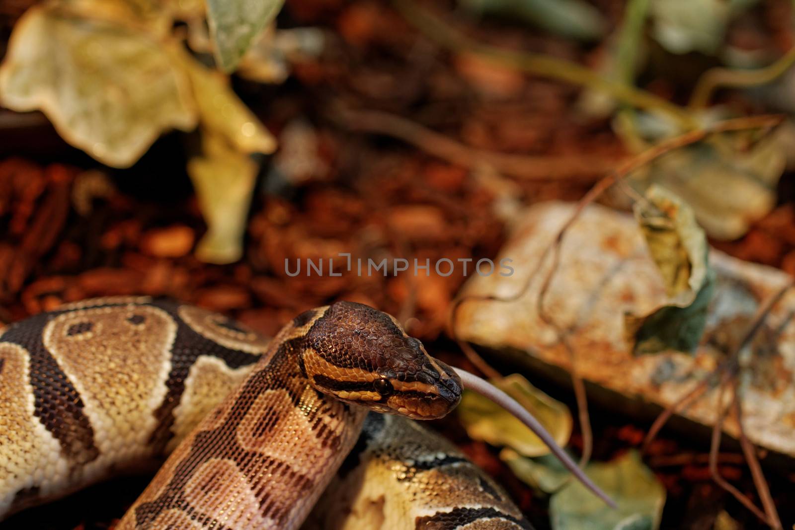 ball python eating one white mouse