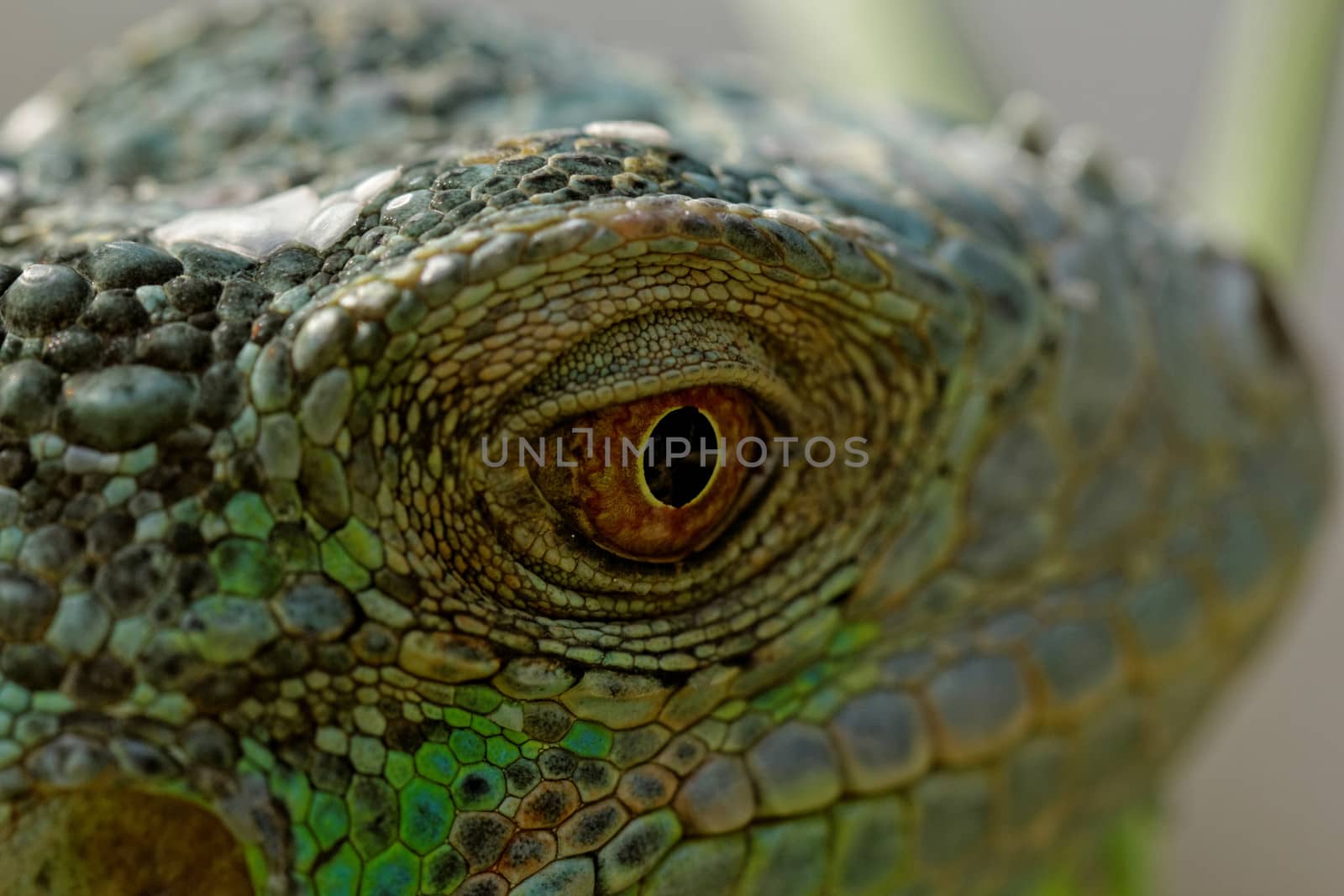 macro of a fantastic green iguana head