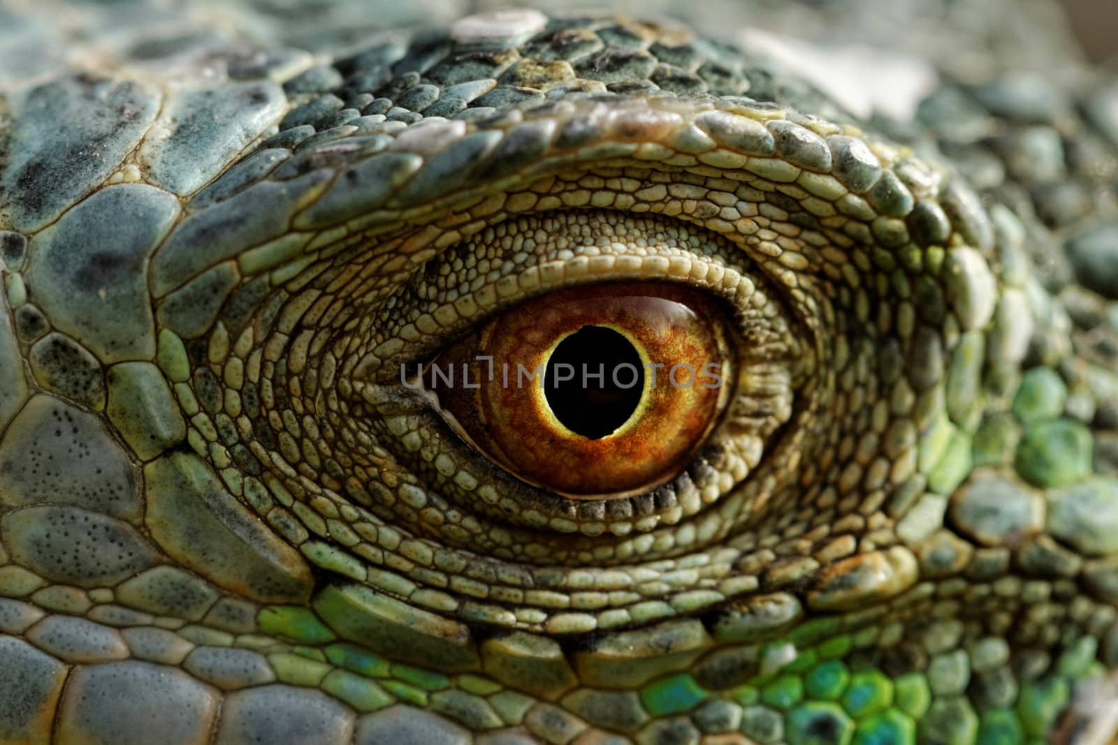 macro of a fantastic green iguana eye