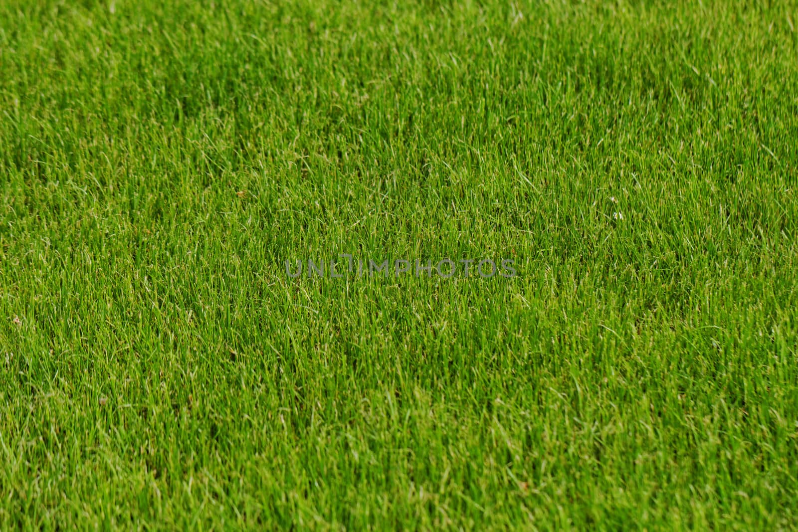 grass as background by NagyDodo