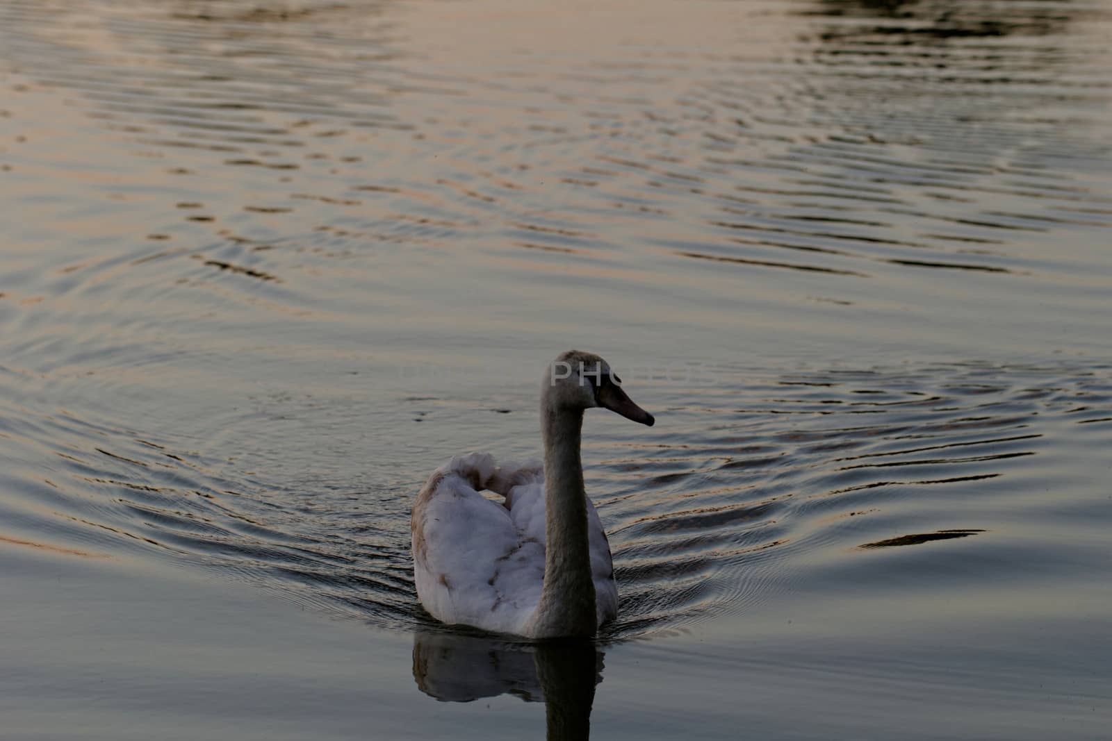 swan on lake at sunset by NagyDodo