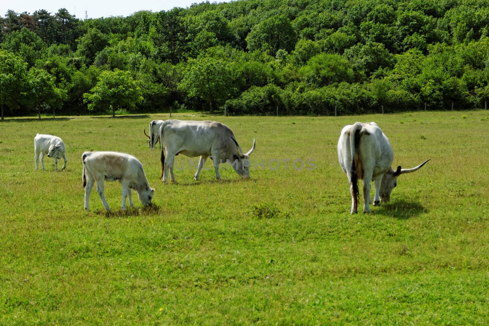 Ruminant Hungarian gray cattle bull on grass
