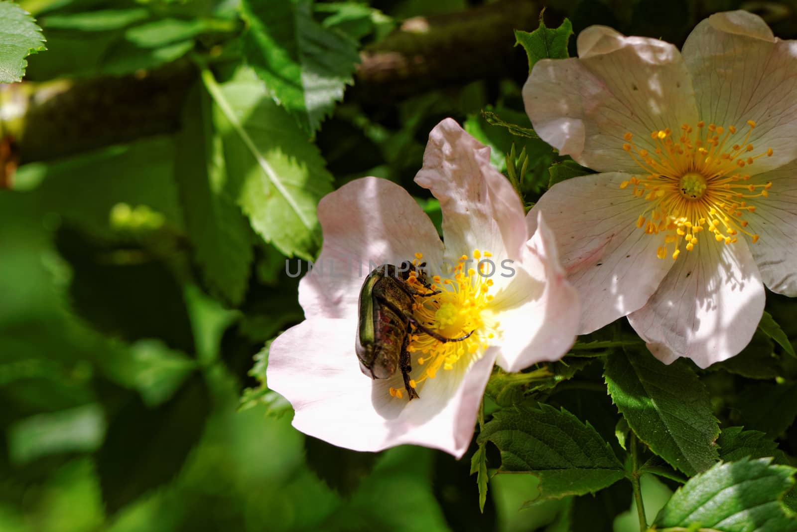 close up about copper flower beetle on flower (Protaetia fieberi)