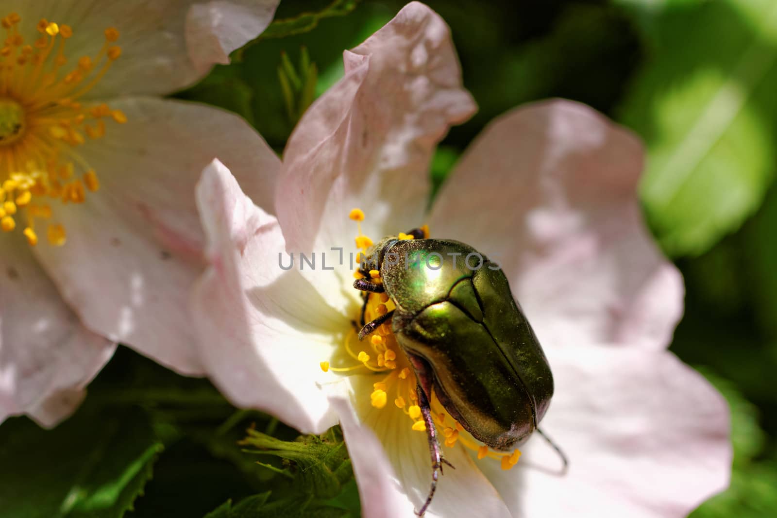 close up about copper flower beetle on flower (Protaetia fieberi)