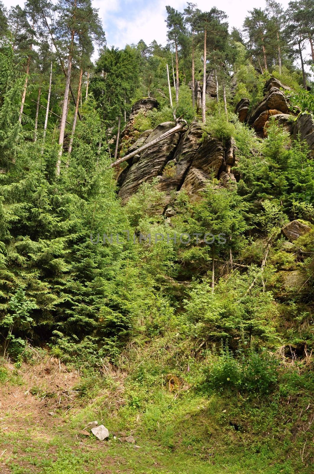 Green forests and beautiful rocks in the Czech Switzerland