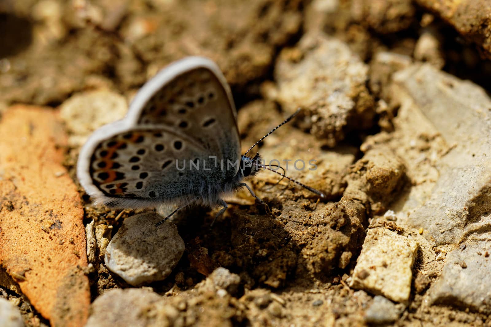 The Silver-studded Blue (Plebejus argus) butterfly by NagyDodo