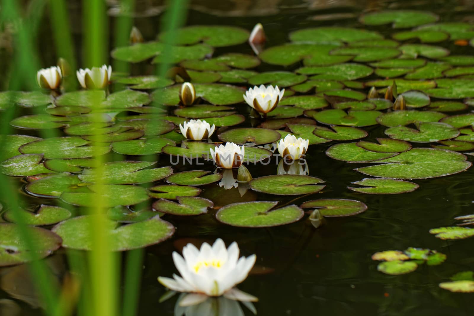 water lily on the small Lake