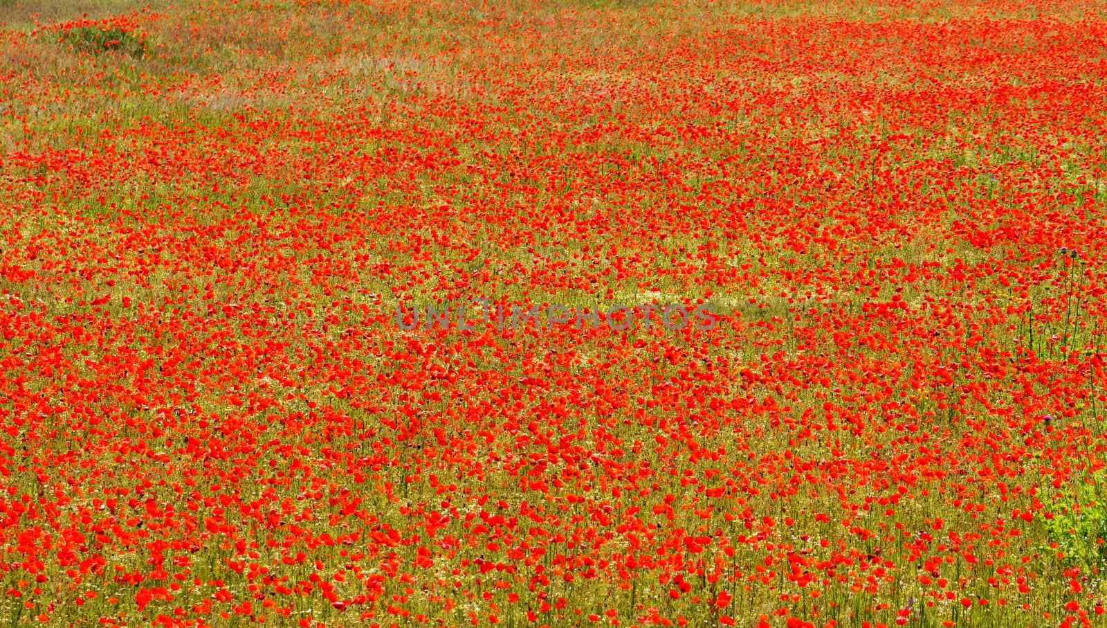 poppy field by NagyDodo