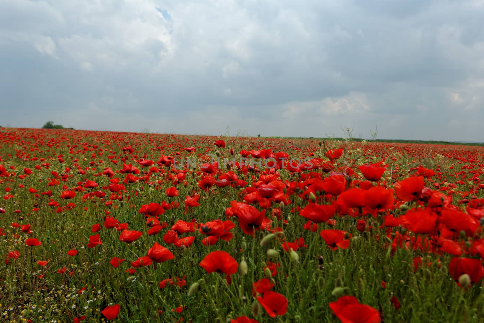 poppy field by NagyDodo