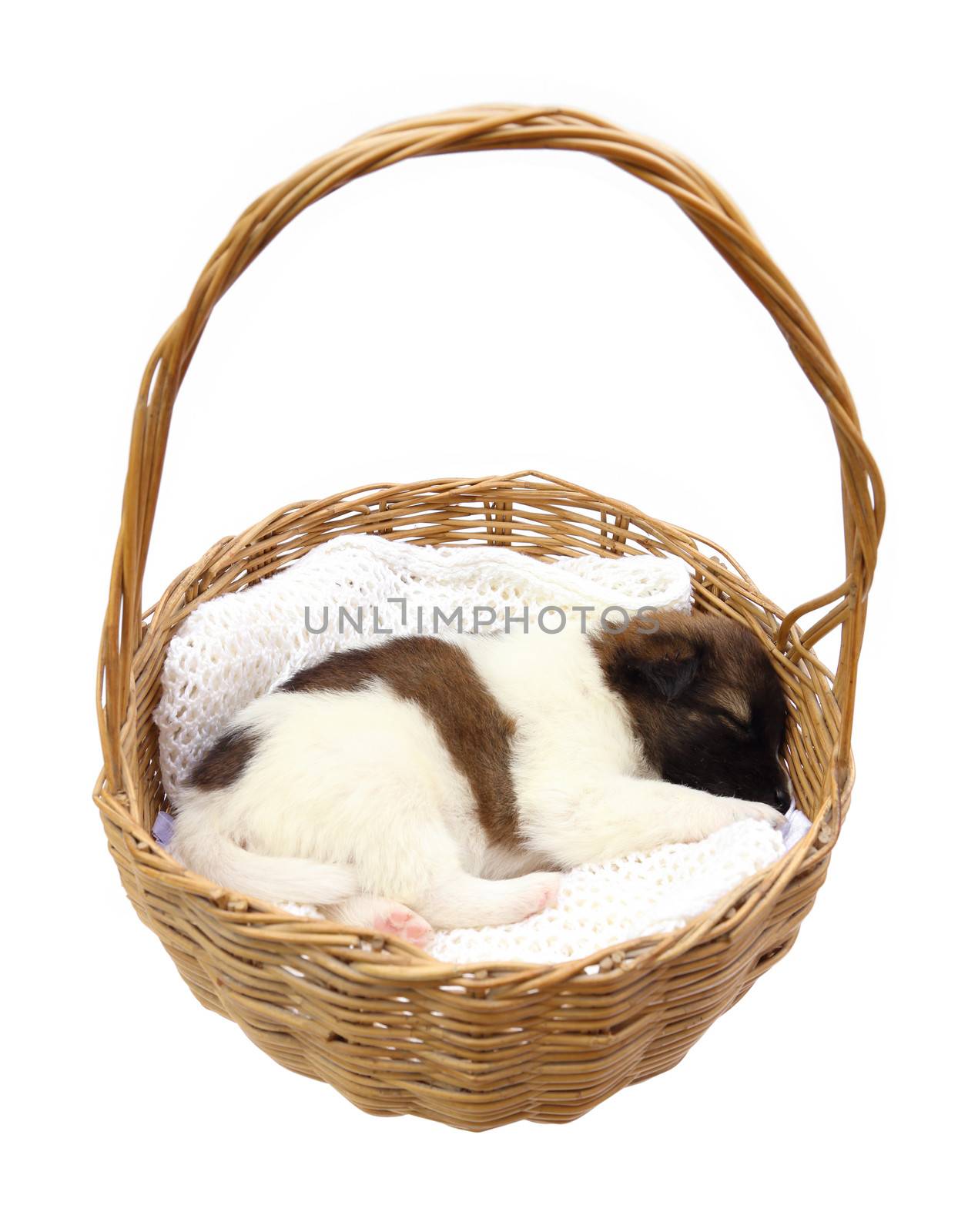 little puppy dog sleeping in basket on white background