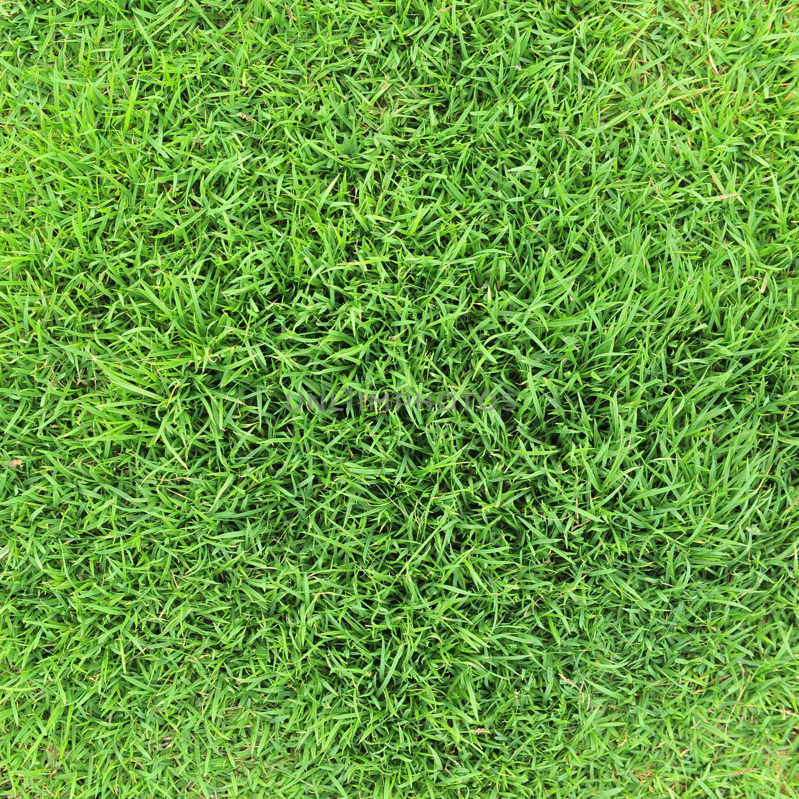 green grass background