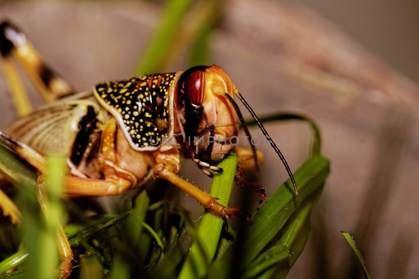 one locust eating the grass in the nature