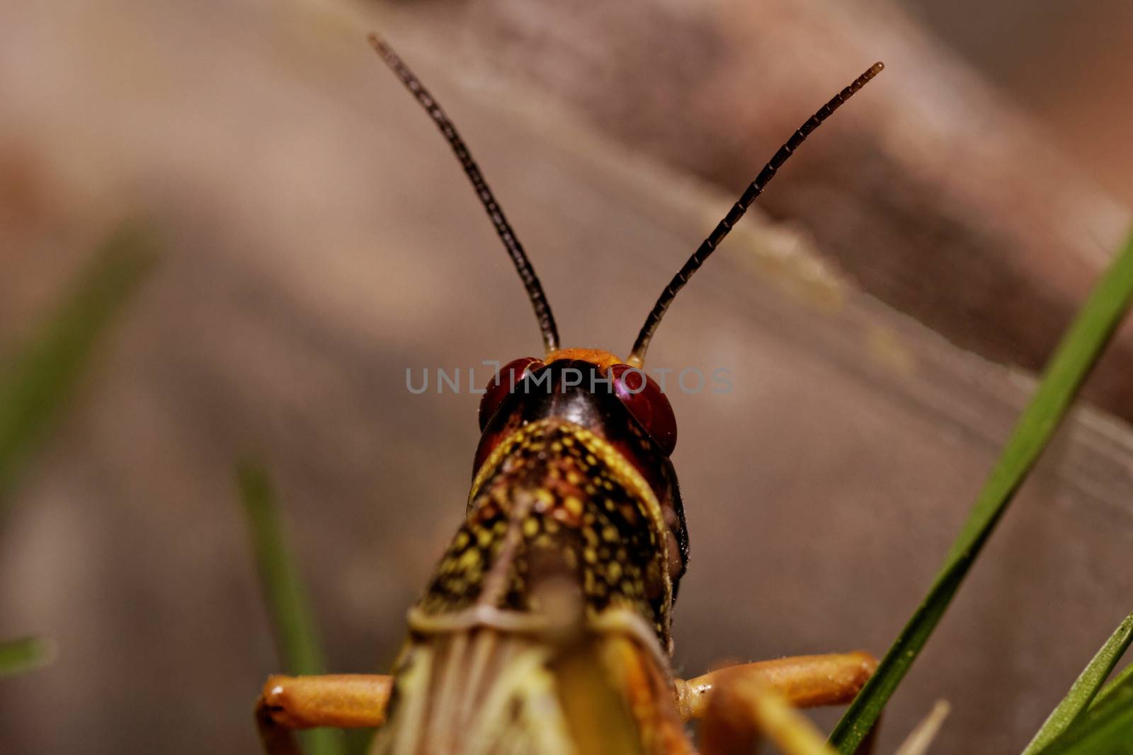 one locust eating the grass in the nature