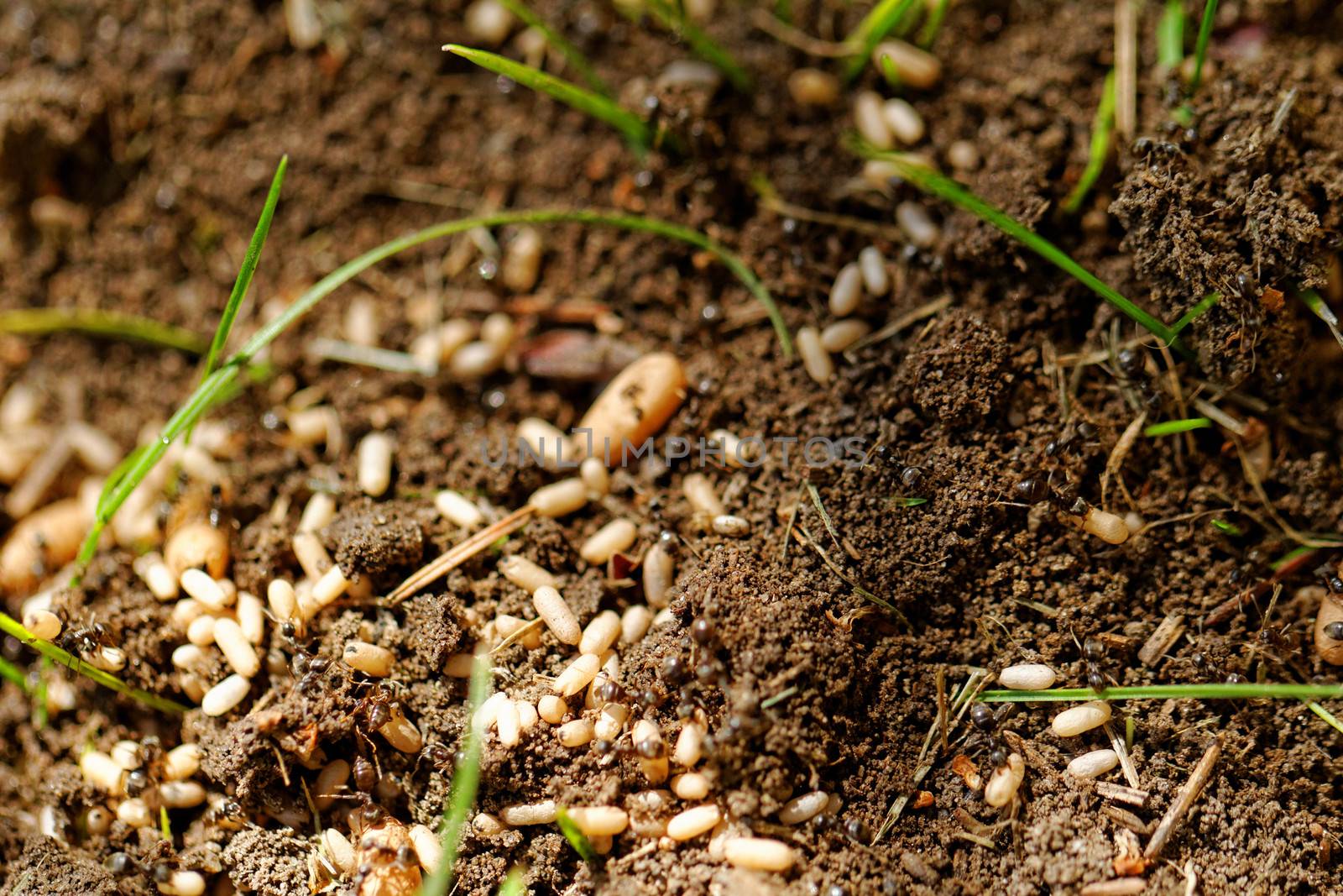 in the anthill moving ants the eggs