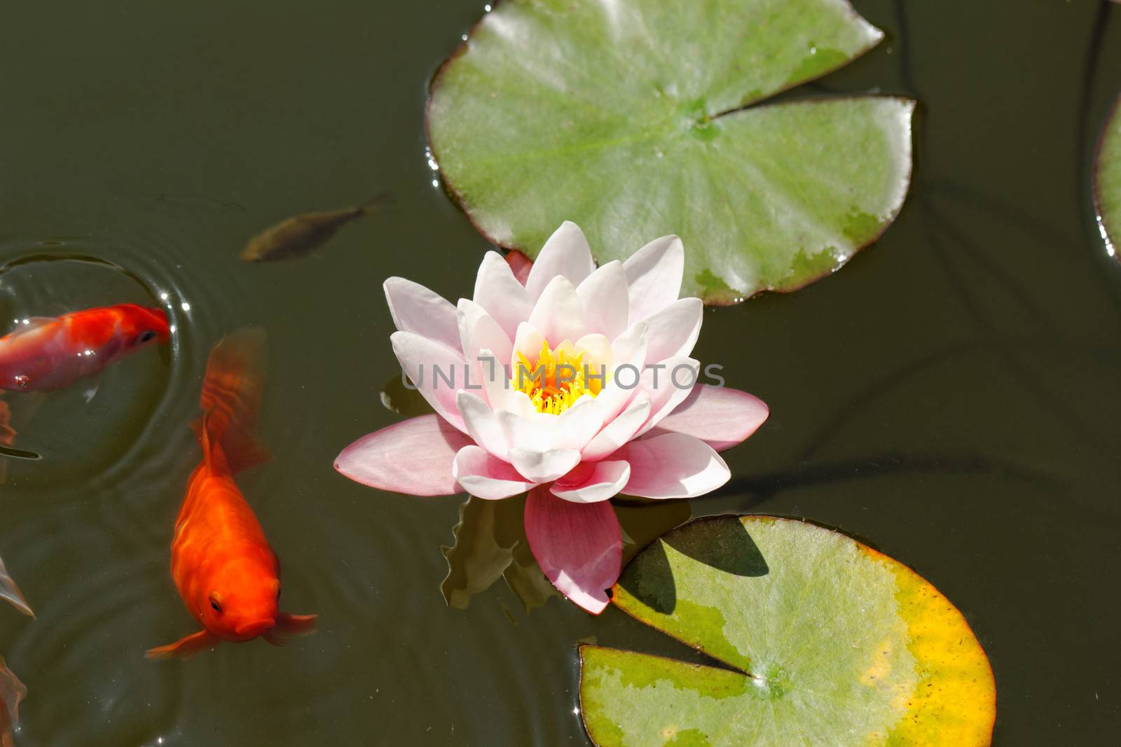 pink water lily in the lake with goldfish