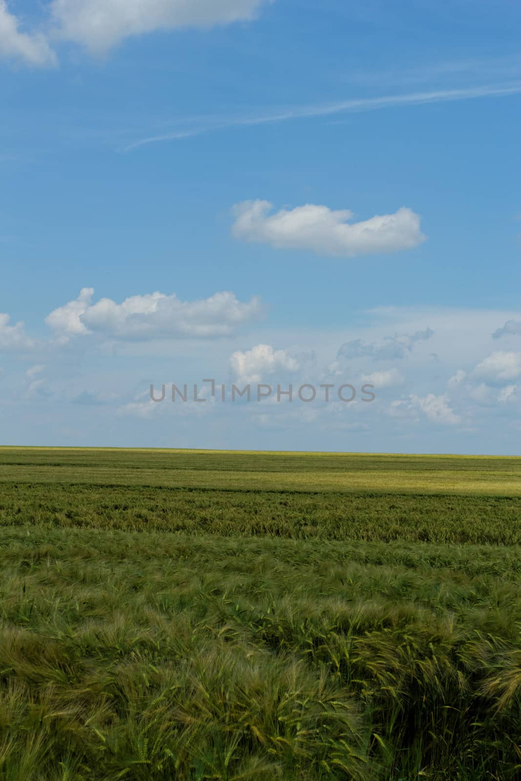 wheat field under the blue cloudy sky by NagyDodo