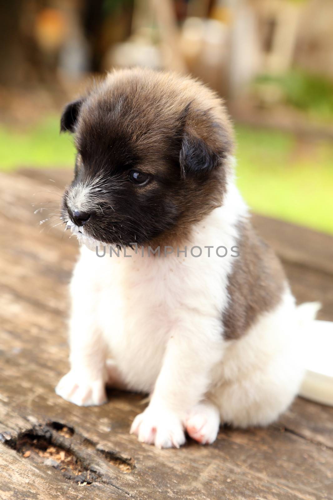 little puppy dog  resting on wooden table