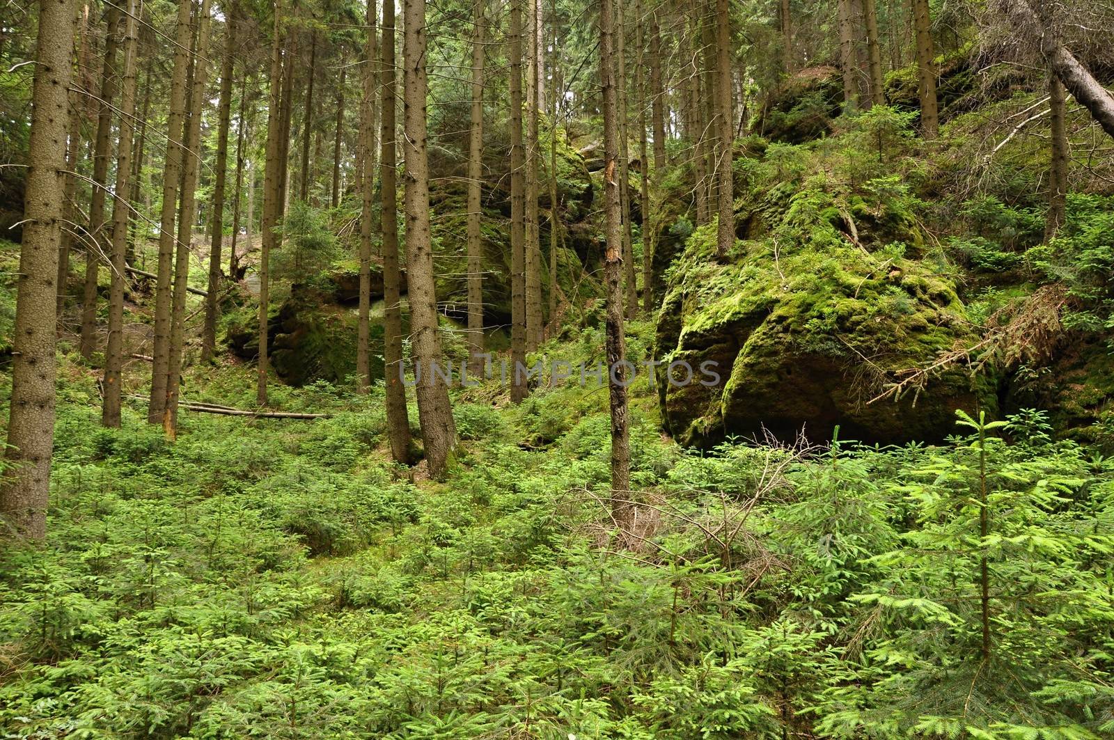 Green forest with rocks after a beautiful summer rain