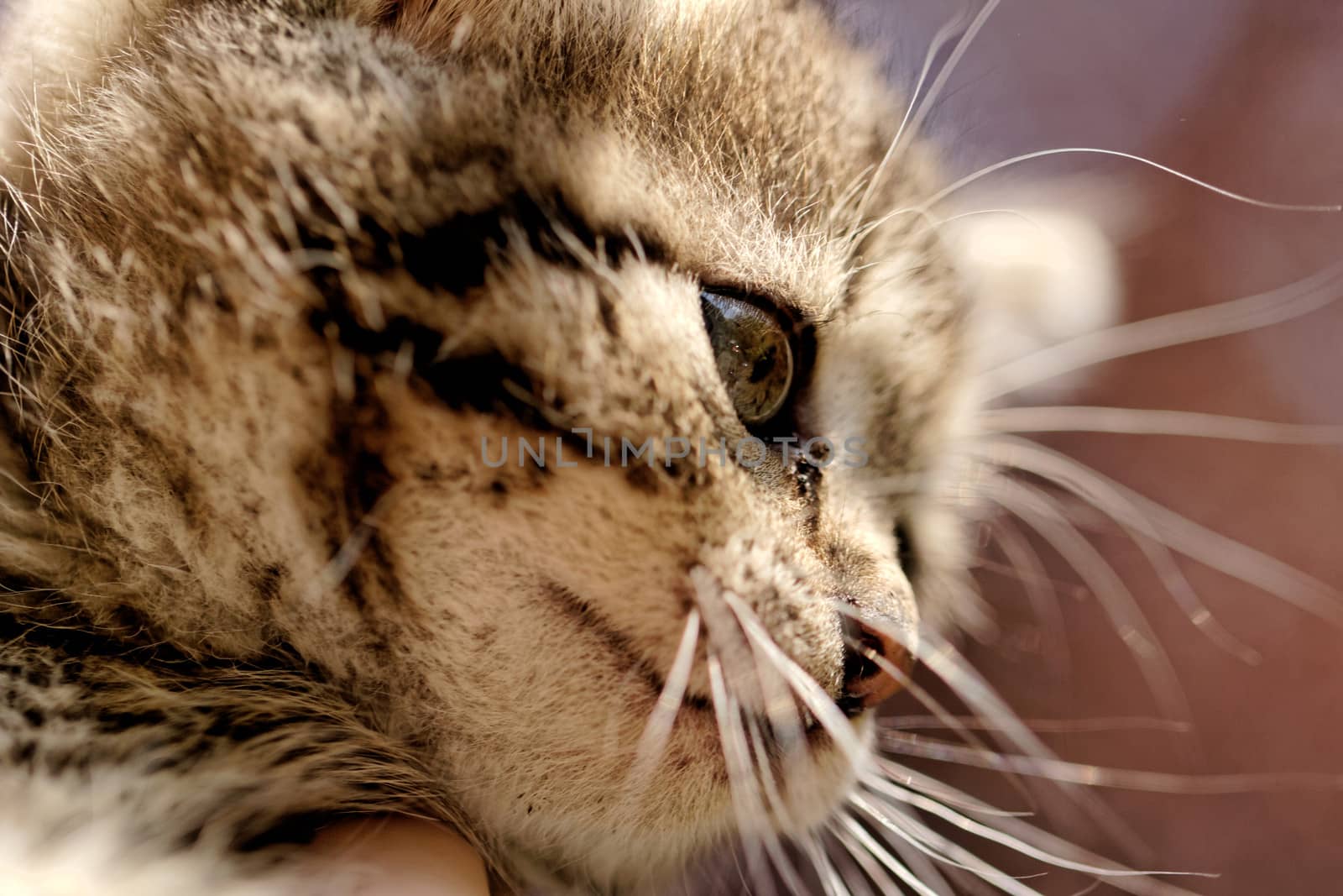 close up on a kittens face portrait