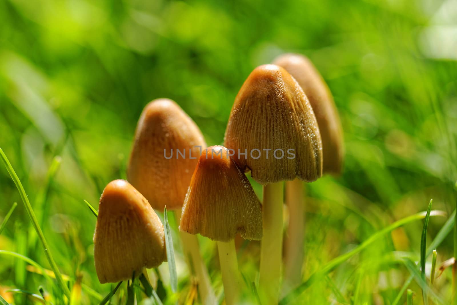 Mushroom growing in the grass