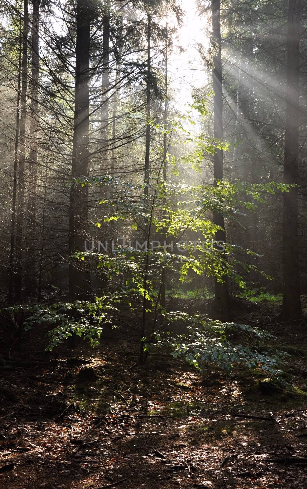 Rays of sun in the fog in the forest