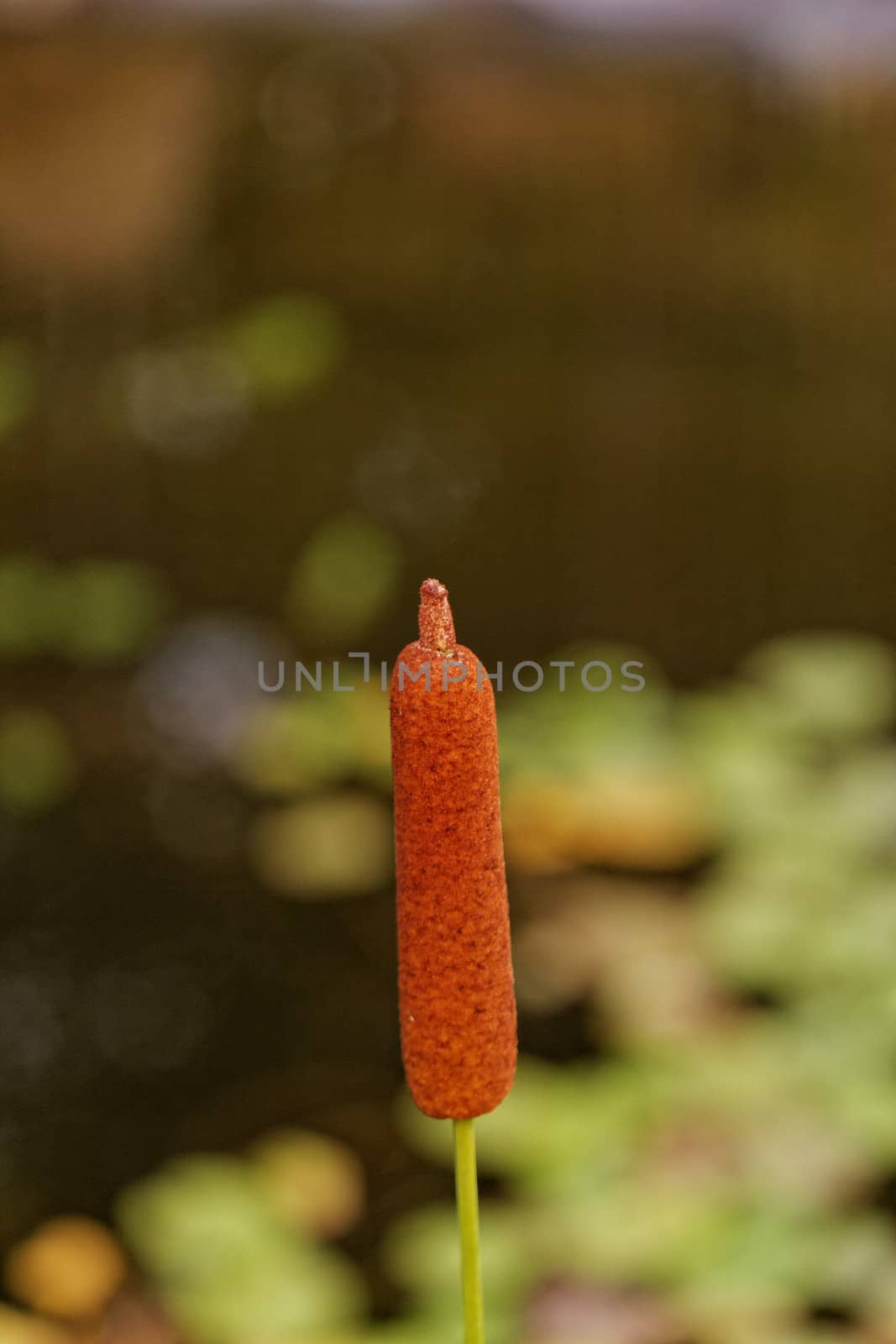 one reed bulrush by NagyDodo