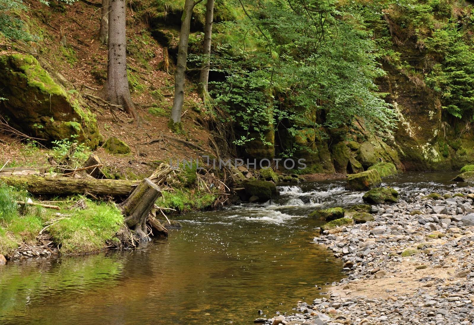 Shallow river with stones in the rocks and forest
