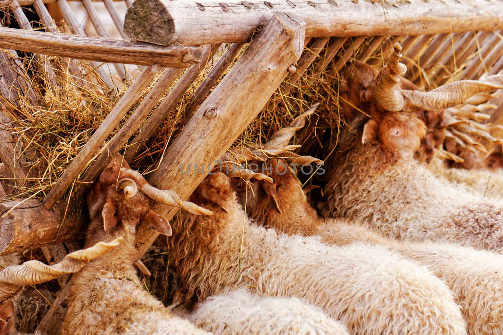 many goats with horn eating on the farm 
