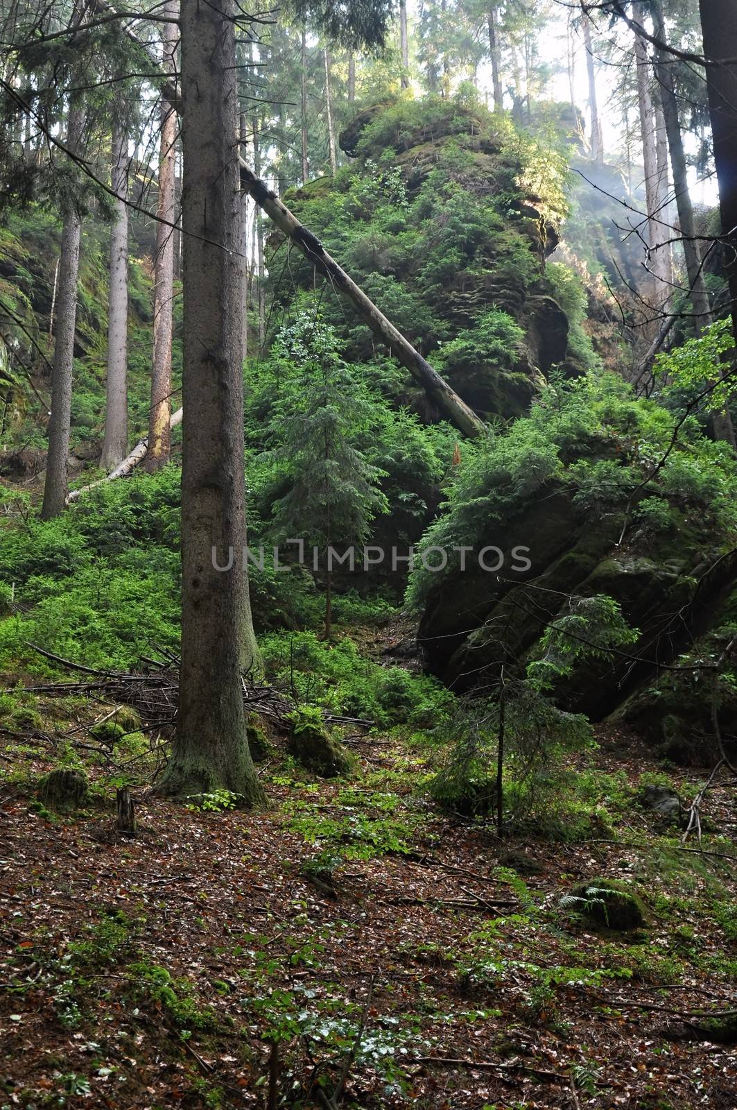 Green forest with the sun after a beautiful summer rain