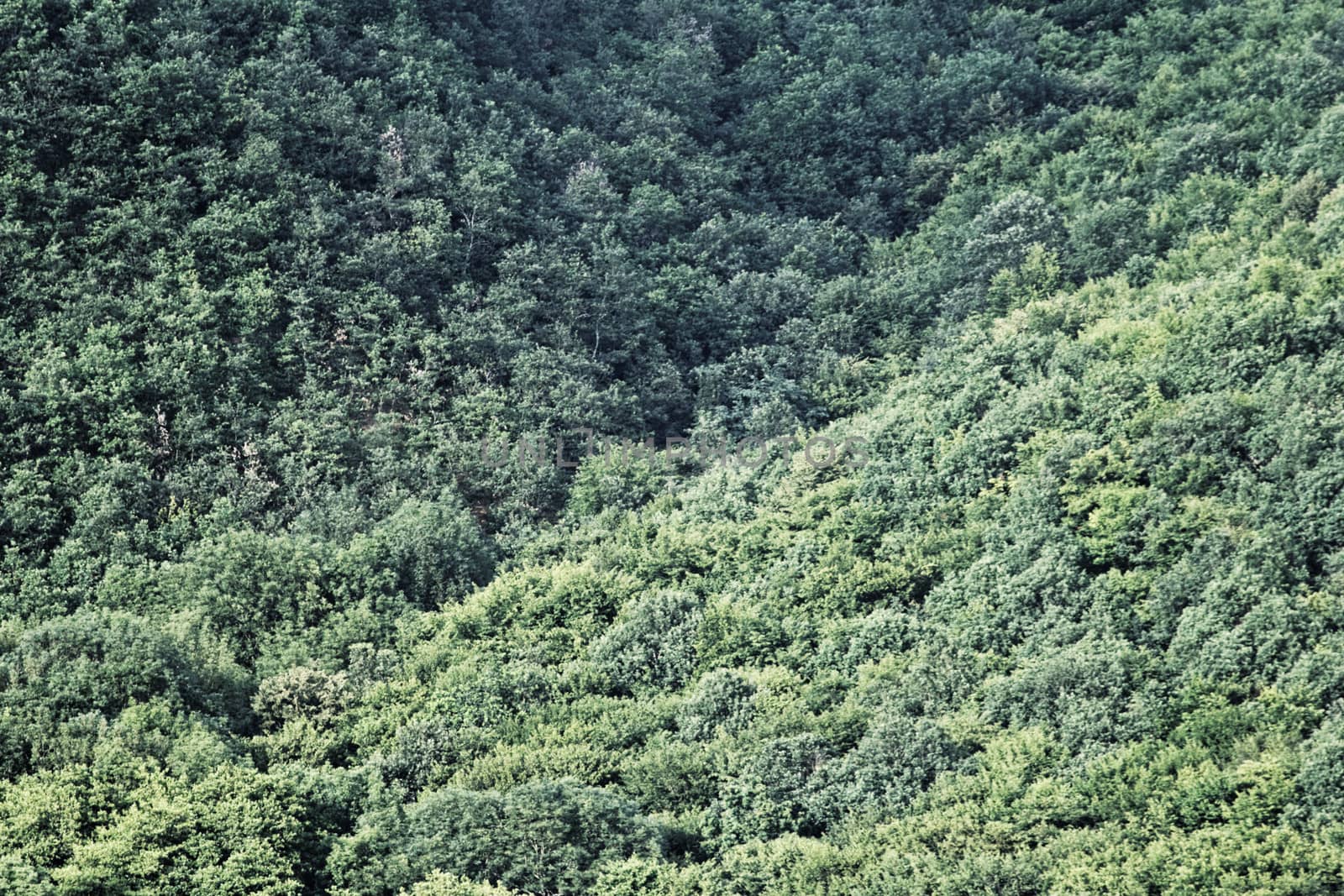 aerial view of a huge green forest