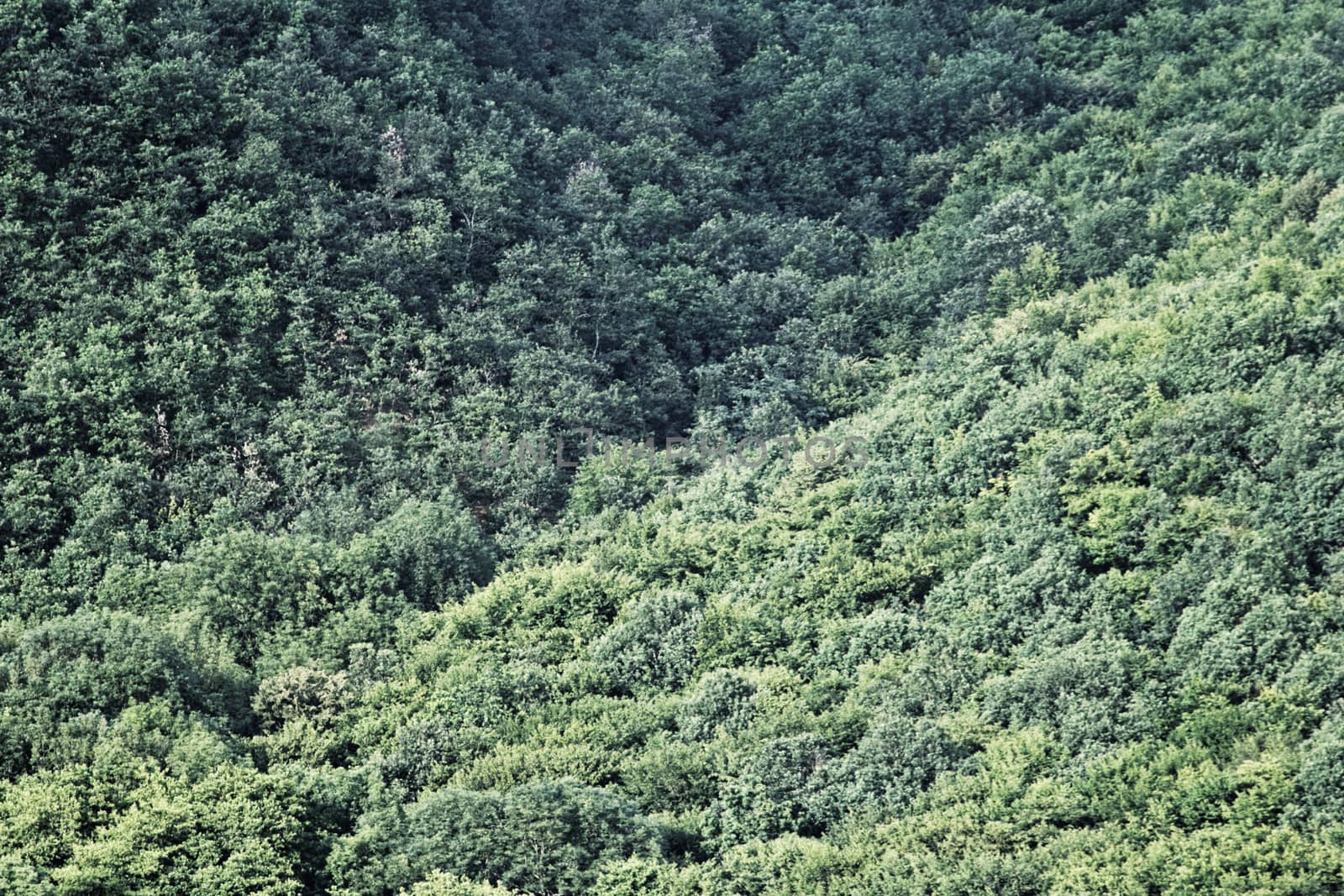 aerial view of a forest by NagyDodo