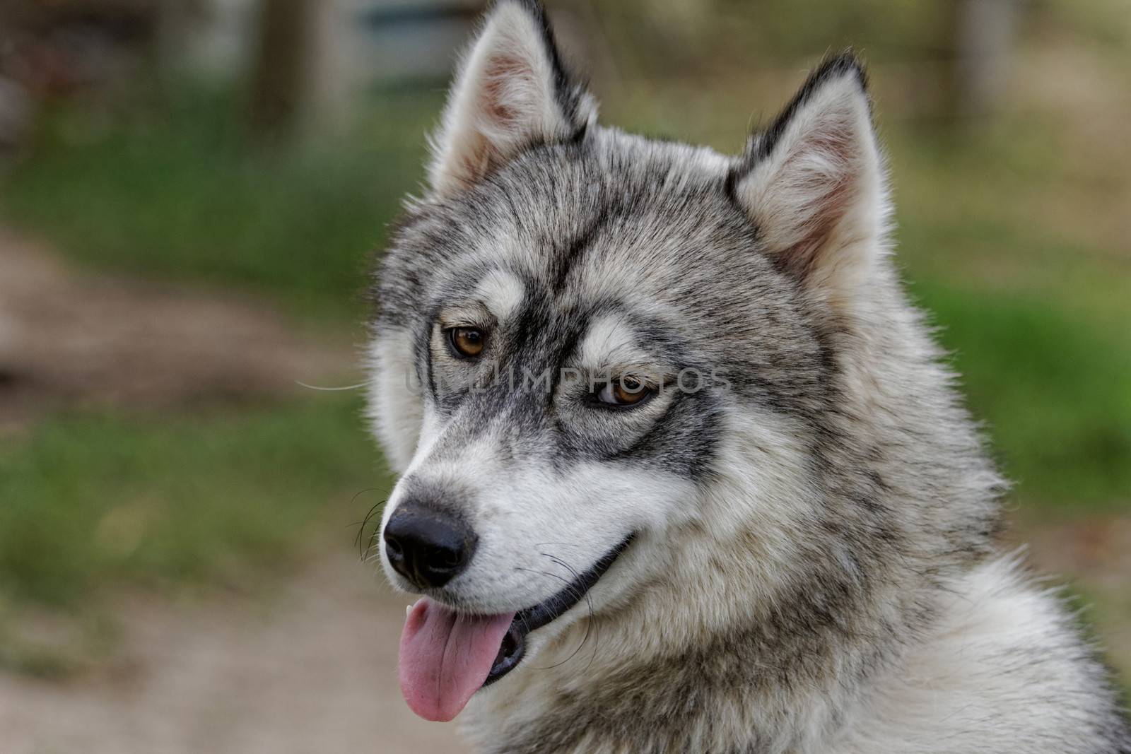 portrait of a beautiful husky dog with brown eyes