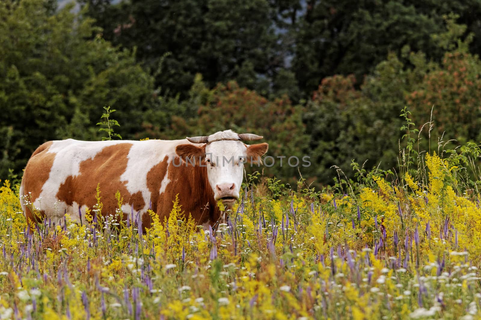 the cow by NagyDodo