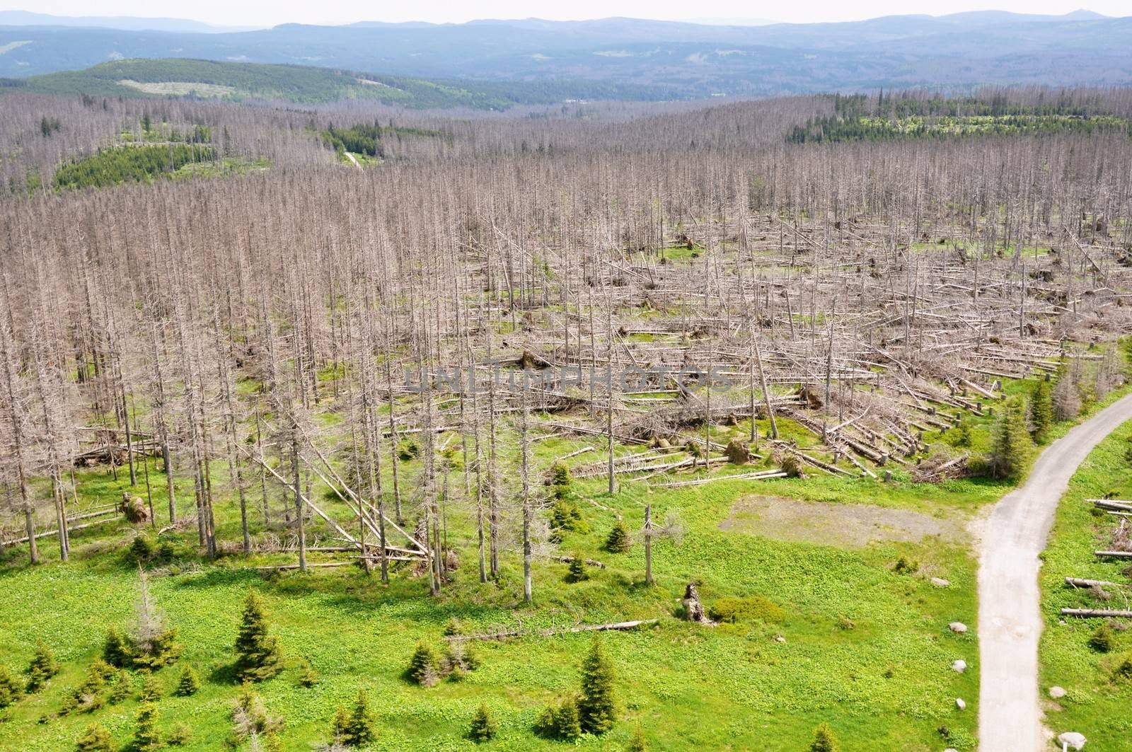 Damaged environment - forest destroyed by bark beetle