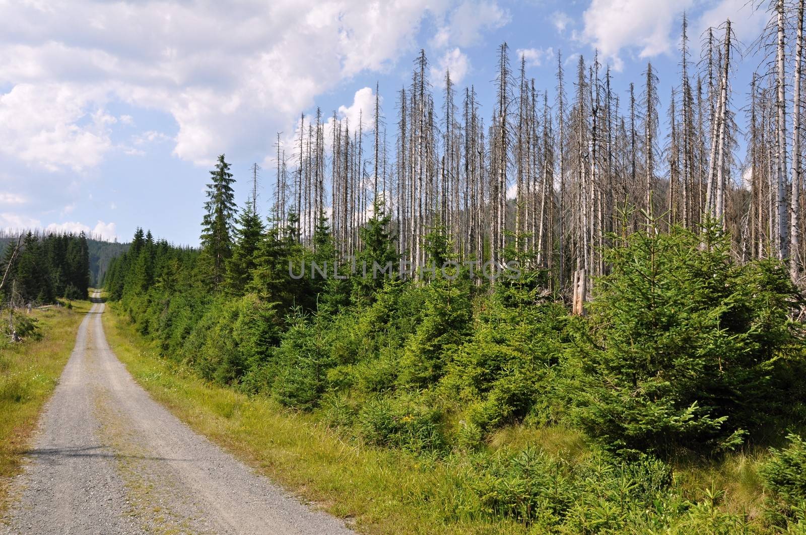 Damaged environment - forest destroyed by bark beetle