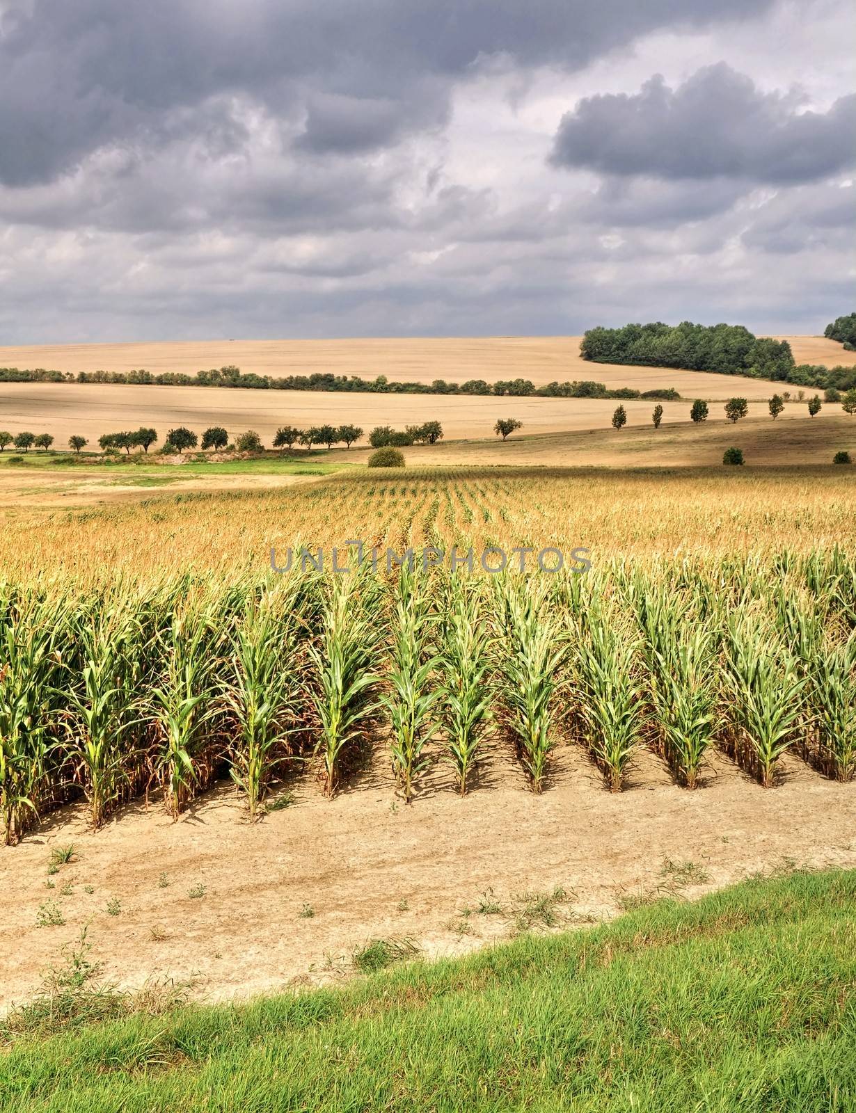 Corn field and storm clouds in the hot summer sun